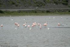 Flamingo (5 von 21).jpg